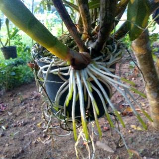 Kích rễ Exotic Thái Lan