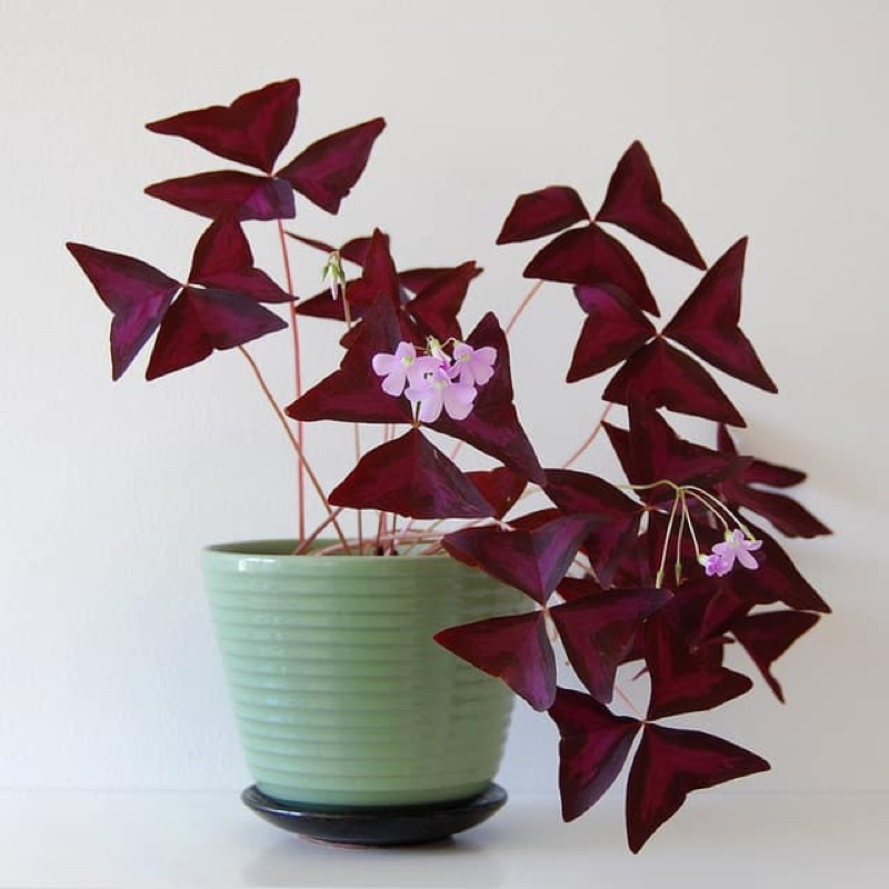 Cây Bướm Đêm - Red butterfly Wing