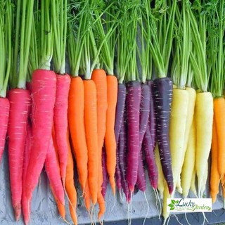 100 Hạt giống Cà rốt nhiều màu (tặng gói Kích nẩy mầm và Hướng dẫn) XTRA