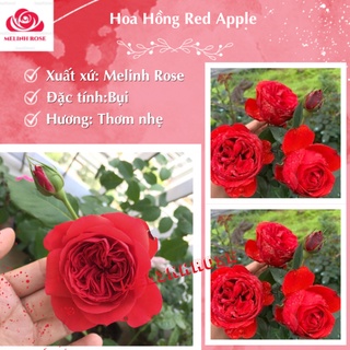 Hoa hồng ngoại Red Apple rose – Sắc đỏ nguyên bản đẹp hoàn mĩ- Vườn Hoa Melinhrose
