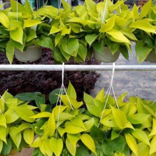 Compo 5 chậu Trầu Bà Vàng