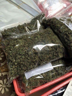 Nụ hoa tam thất BAO TỬ khô 100g