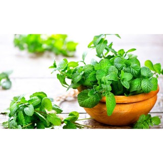 Hạt giống rau bạc hà(mint)