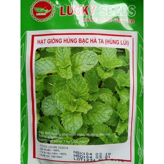 Hạt giống Húng bạc hà ta (húng lủi)