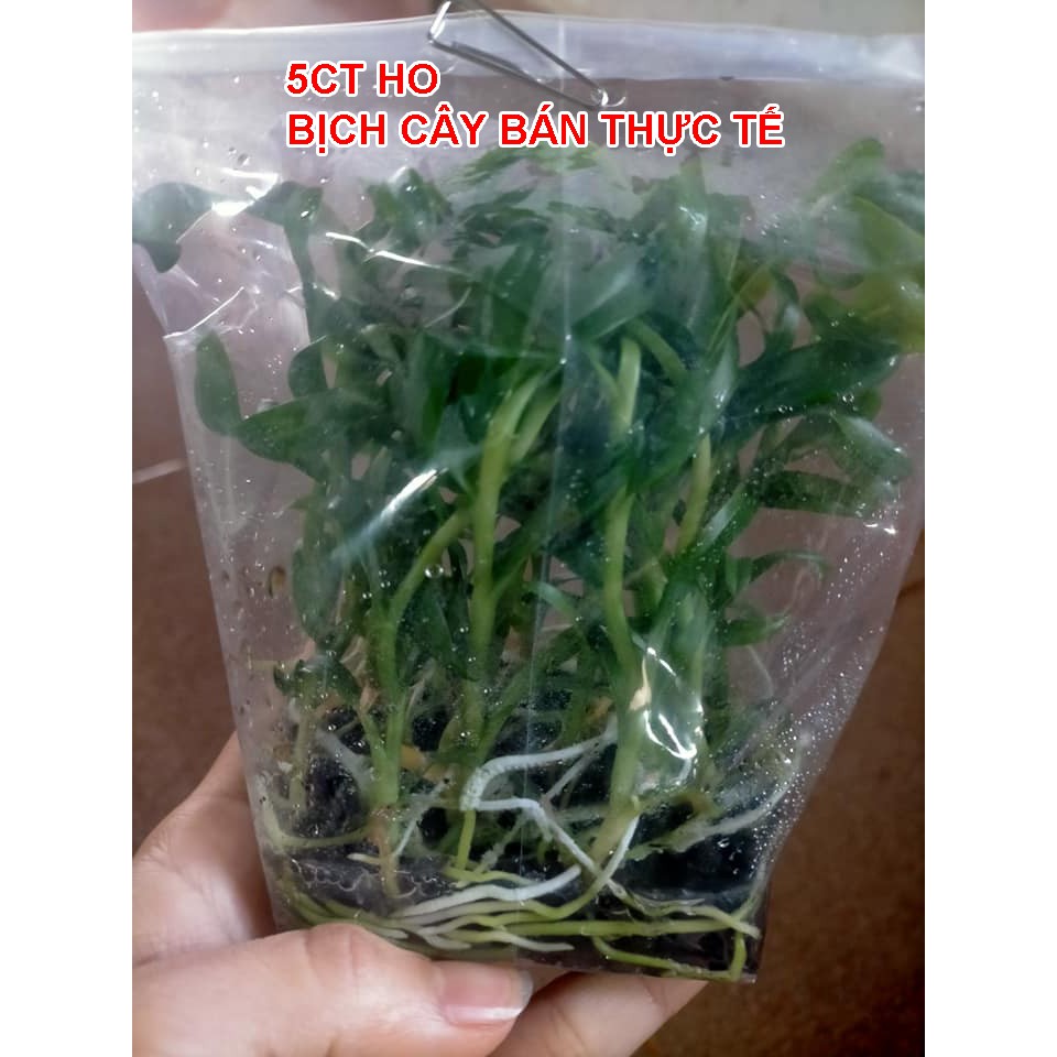 Phi điệp - Giả hac 5 cánh trắng Hiển Oanh - 5ct ho - gieo hạt - bịch 15 cây