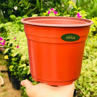 vành miệng cứng