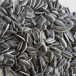 Hạt hướng dương sống