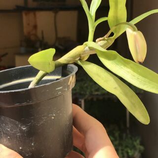 Trầm mới: Hắc bạch vô thường