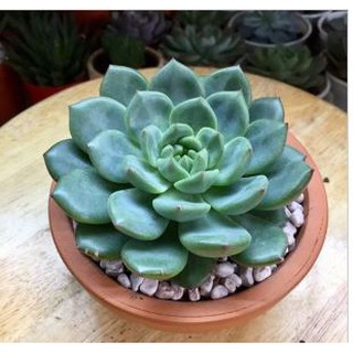 Sen đá các loại-size nhỏ
