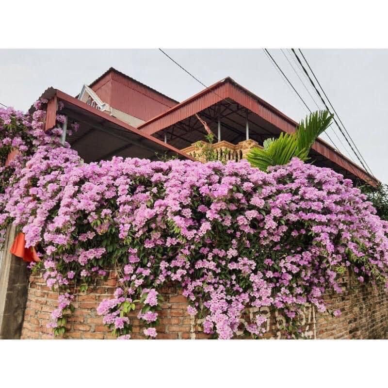 Cây giống hoa Lan tỏi Sỉ 5k