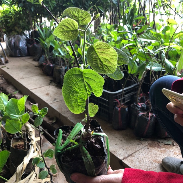 Cây giống kiwi