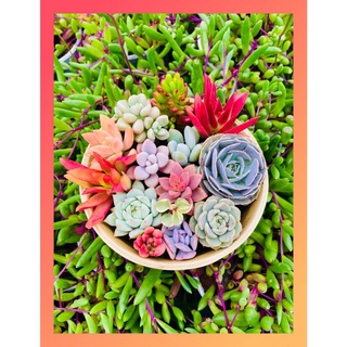 SEN ĐÁ MINI Đà Lạt 9 LOẠI ngẫu nhiên 🌈 siêu CUTE 🌵HƯ 1 ĐỔI 1
