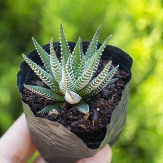 Sen đá móng rồng cỡ nhỏ 5-7cm - Vườn sen đá