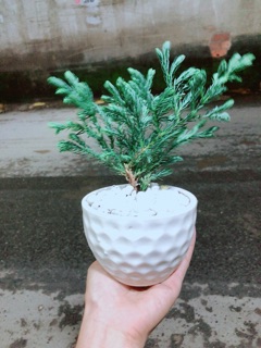 Chậu Cây Tuyết Tùng