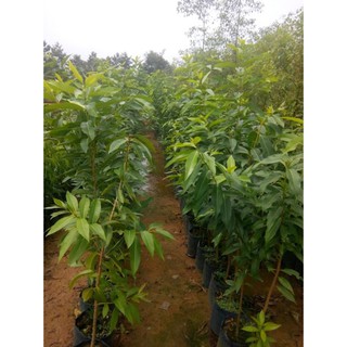 Combo 2 cây vối nếp cao 1m (freeship)