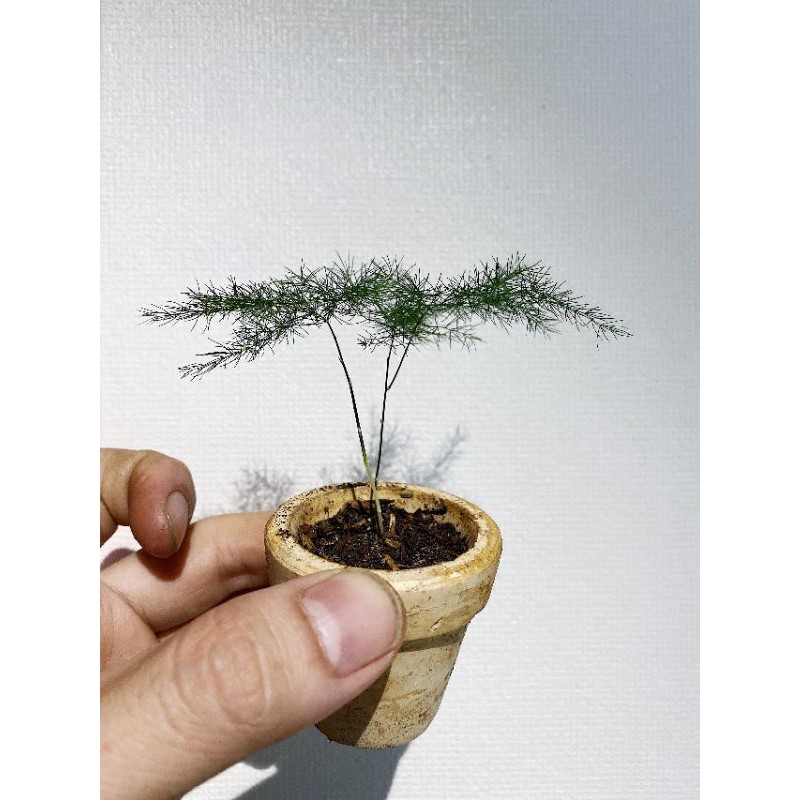 Kim Thủy Tùng Mini - phù hợp setup tiểu cảnh, bán cạn, terrarium, rừng trúc