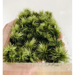Rêu Leucobryum Giganteum tạo điểm nhấn Terrarium