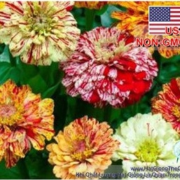 50h Hạt Giống Hoa Cúc Lá Nhám CandyStripe - tặng kèm thuốc kích mầm