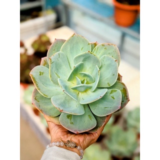 Sen đá Nhật Echeveria Hakuhou