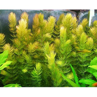 ĐUÔI CHỒN thủy sinh 12 CÂY không CO2
