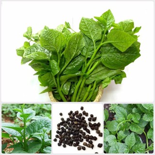 Gói 20g hạt giống rau mồng tơi