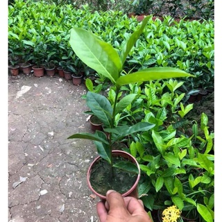 mẫu đơn mỹ vàng chanh