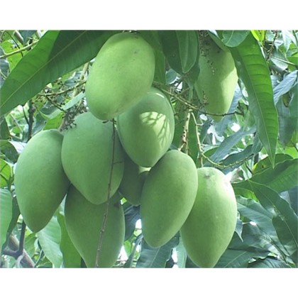 Cây xoài cát hòa lộc cao 1m