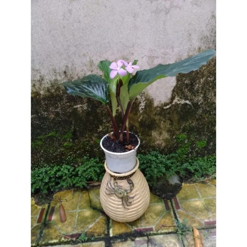 Cây gừng đuôi công