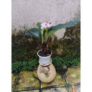 Cây gừng đuôi công