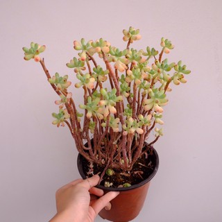 (SEDUM PACHYPHYLLUM) BỤI SEN ĐÁ THẠCH NGỌC THỤ LỚN