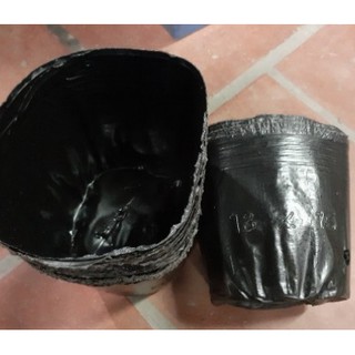 BẦU ƯƠM CÂY GIỐNG KT 21X26