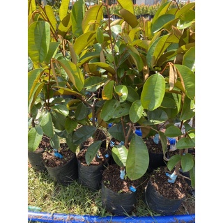 Cây giống vú sữa tím mica