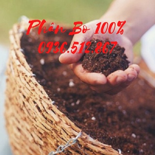 Phân bò đã qua xử lý-ủ oai-bổ sung men vi sinh