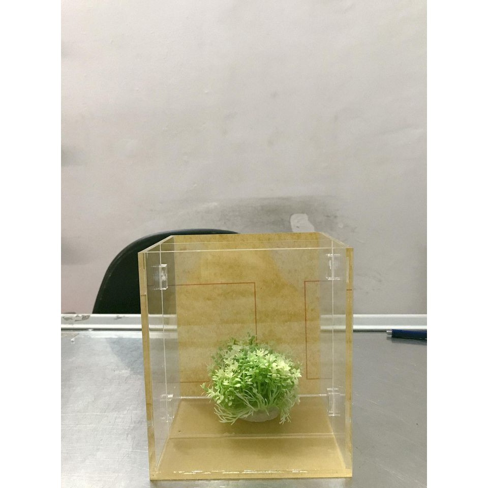 Hồ show cá 2 ngăn acrylic 15x12x17cm siêu trong cao cấp / bể show cá; keo show cá guppy, betta