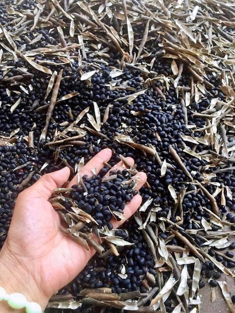 Trà gạo lức đỗ đen xanh lòng  hình ảnh, video shop tự quay