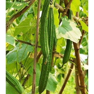 5 Hạt Giống Mướp Khía