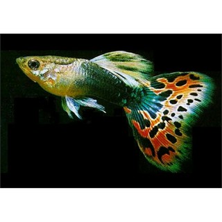 20 con hòa lan thái đủ loại