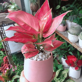 Chậu Vạn Lộc Hồng