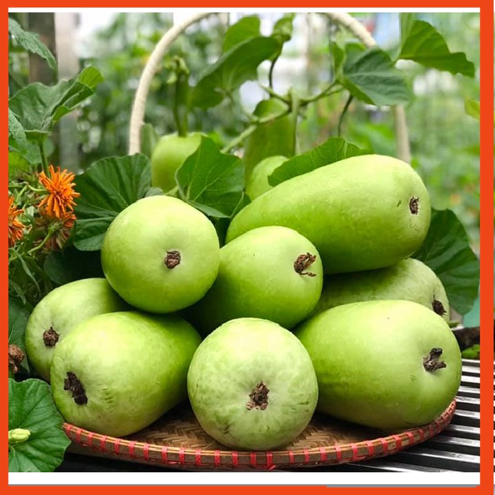 Chế phẩm sinh học 𝐑𝐄𝐁𝐈𝐎 𝐓 𝟓𝟎𝟎𝐦𝐥 Đặc trị nhện đỏ, bọ trĩ, sâu ăn lá, sâu cuốn lá, sâu vẽ bùa... trên rau màu, cây ăn quả
