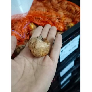 Củ giống hoa lay ơn nhiều màu - 1 củ