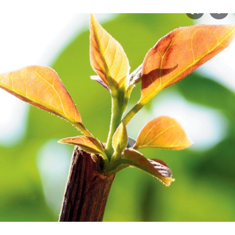 Phân bón nảy chồi xanh lá, ra đọt cây hũ 100g TOTT's fertilizer