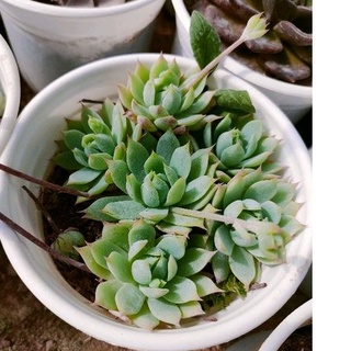 Sen dù kim - size trung - vườn đà lạt