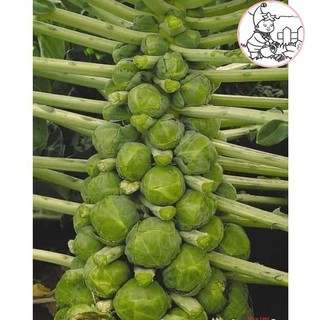 HẠT BẮP CẢI TÍ HON - GÓI 1 GRAM