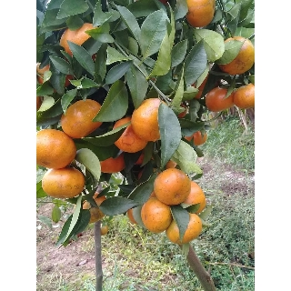 CÂY GIỐNG CAM ĐƯỜNG CANH SIÊU NGON SIÊU QUẢ- CAM KÊT GIỐNG CHUẨN F1