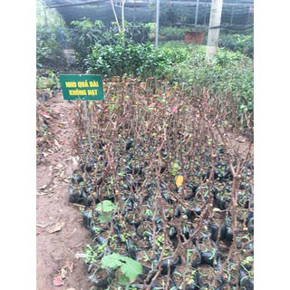 Nho ngón tay Phù thủy – Mỹ