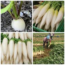 20GR - HẠT GIỐNG CỦ CẢI TRẮNG