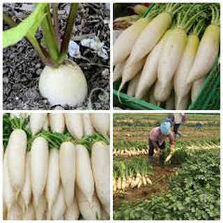 20gr - hạt giống củ cải trắng