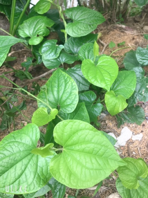 Lá cây thuốc nam tách nhỏ dùng thử - Các loại lá khô| HSD 1 năm| (100g)