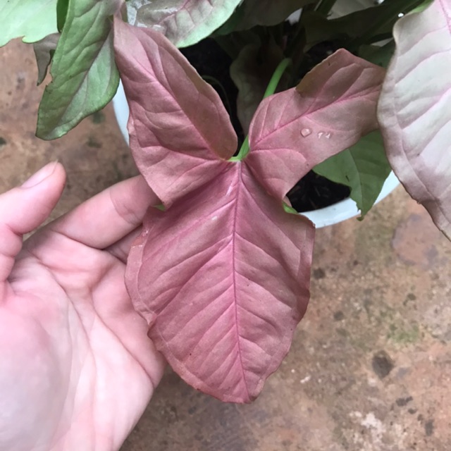 Trầu bà hồng - Syngonium pink