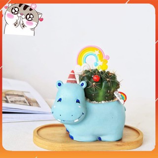 Chậu hà mã mini trồng cây đáng yêu để bàn